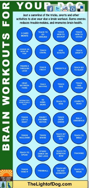 Brain workouts for your dog